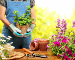 An overview of home-based gardening business