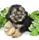 Facts you didn’t know about Morkie puppies