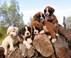 How is pricing done in the case of boxer puppies sale?