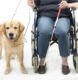 Public access test for getting a service dog certification