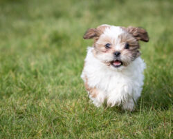 Shih Tzu puppies sale in the US