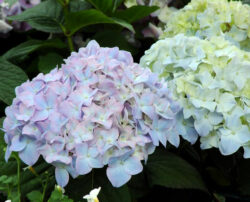 Tips on how to plant and take care of hydrangea plants