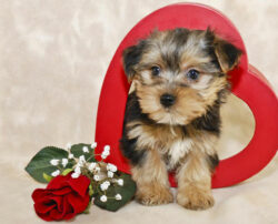 Tips to bring up a Morkie puppy