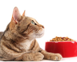 Tips to feed your cat nutritious food using coupons