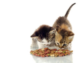 Using cat food coupons for nutritious cat food
