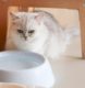 Best vet-recommended foods for your pet cat