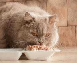 Healthiest food options for cats