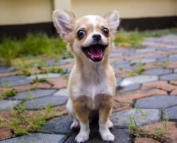 Eight Interesting Facts About Chihuahuas