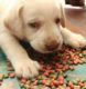 Popular websites to buy puppy food