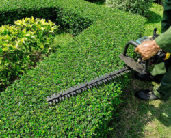 The best weed trimmers to beautify your garden