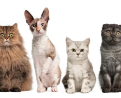 Four cat breeds you must consider bringing home