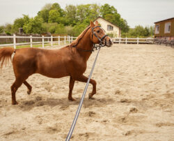 4 high-quality brands of horse training aids