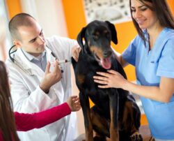 5 heartworm prevention medicines for dogs