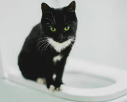 5 simple ways to toilet train a cat
