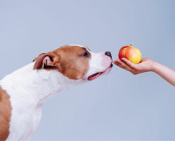 7 human foods that are safe and healthy for your dogs