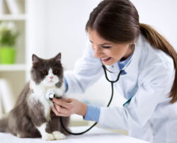 Top benefits and features of a vet pharmacy software